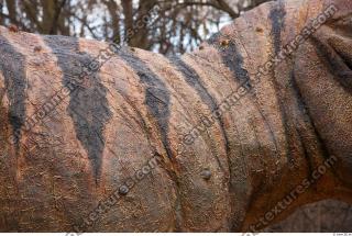 Photo Textures of Animals Skin